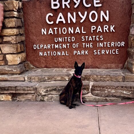 Fall Is A Perfect Time To Visit A National Park: Zion National Park- At This Time Beware! A Serious Threat Exists! – Part Five of Five Part Series