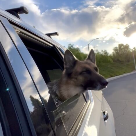 Dog-Friendly Mammoth Lakes: Why We Keep Coming Back to The Westin Monache 🐾🏔️