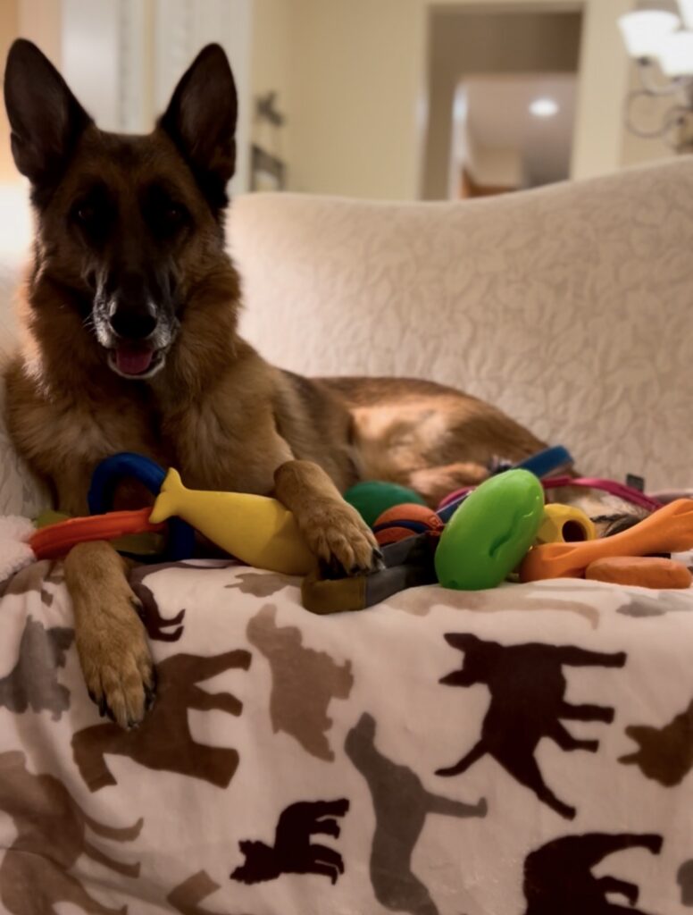 German Shepherd with colorful toys on a patterned blanket.